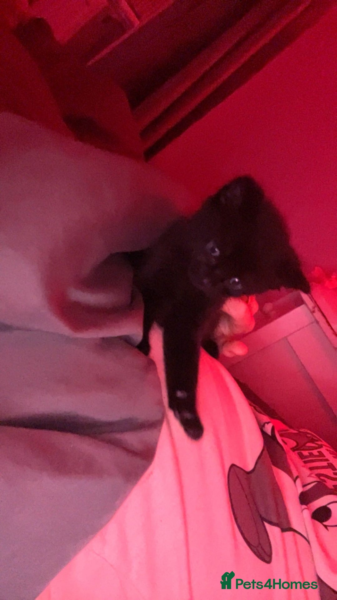 Domestic Shorthair cats for sale: Kittens for sale  - Image 1
