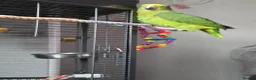 Parrots birds for sale: Panama amazon  - Advert 7
