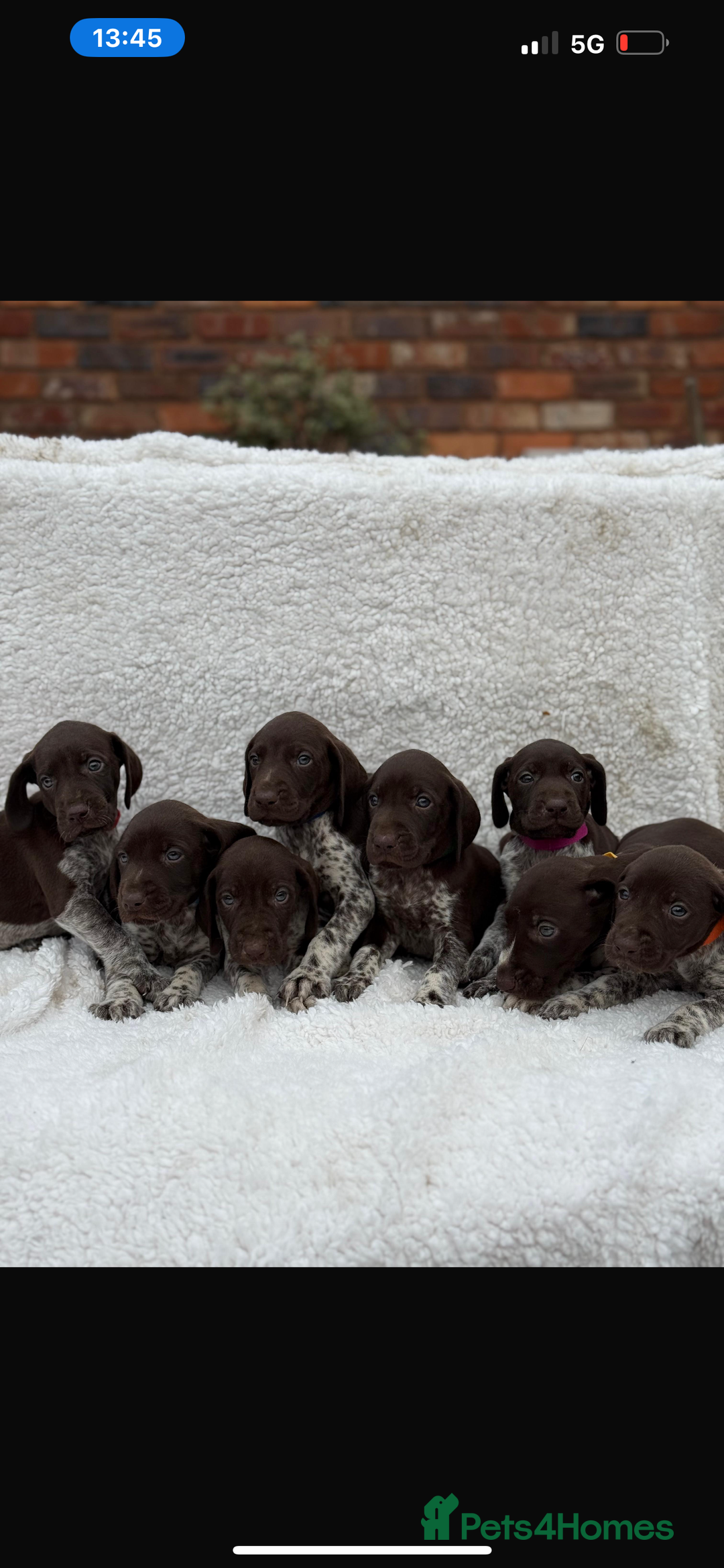 German Shorthaired Pointer dogs for sale: KC registered German Shorthair Pointer Puppy - Advert 6