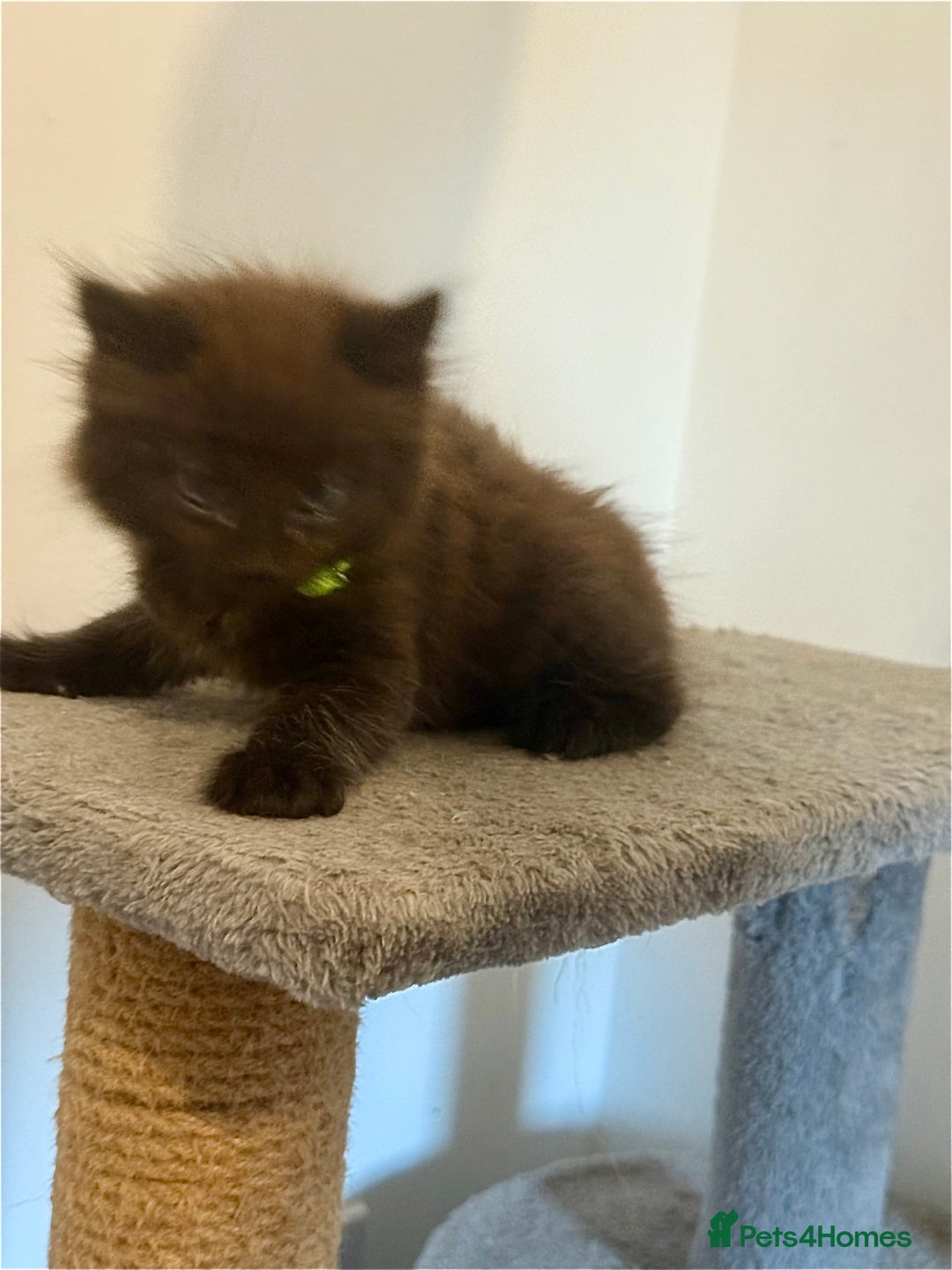 British Longhair cats for sale:  British longhair kittens 3 male 1 female  - Image 29
