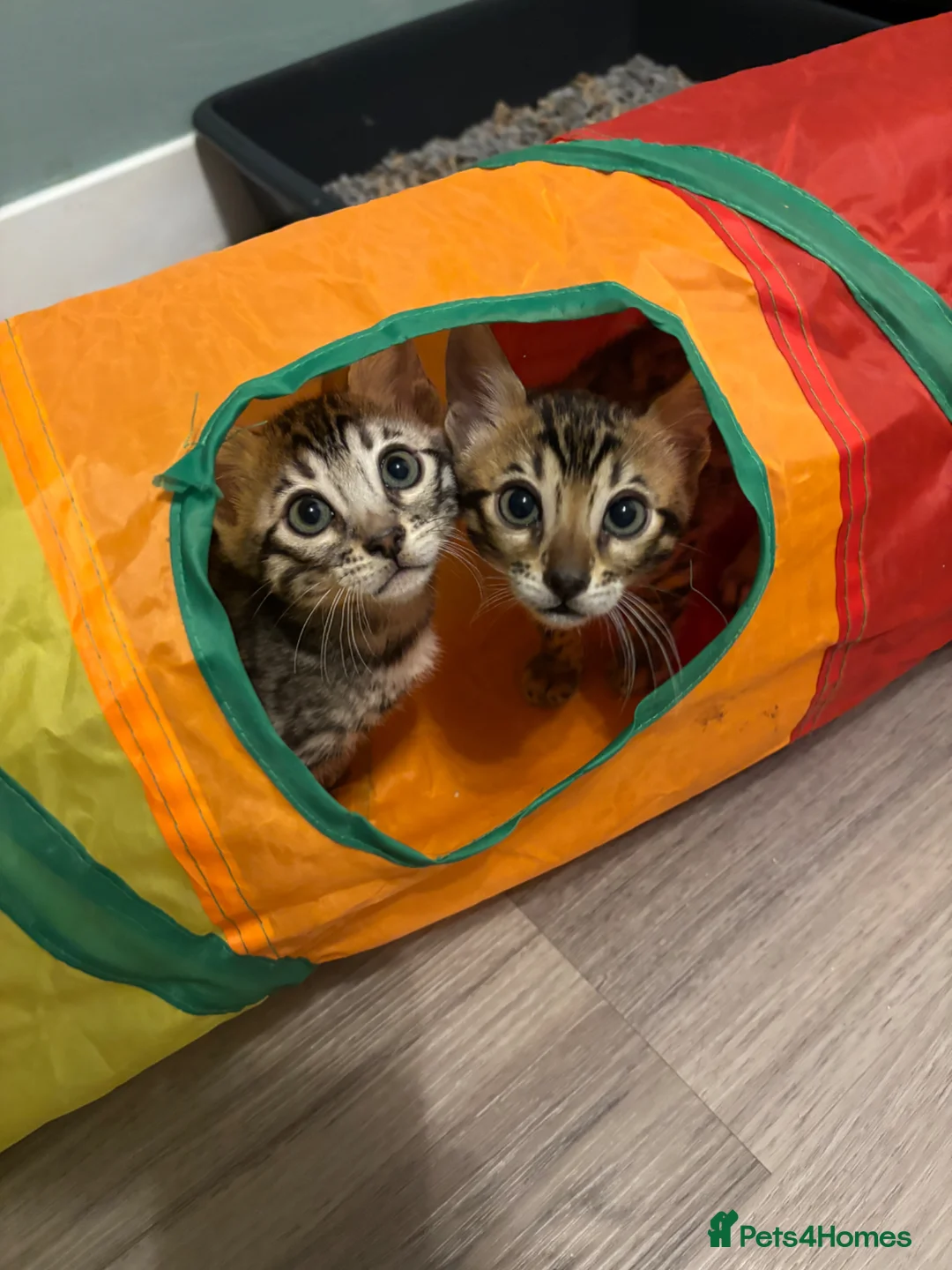 Bengal cats for sale: Stunning pedigree bengal kittens only 2 left  - Advert 17