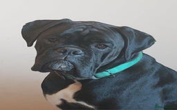 Boxer dogs for stud: Kc reg sealed boxer stud in Yarm - Image 2