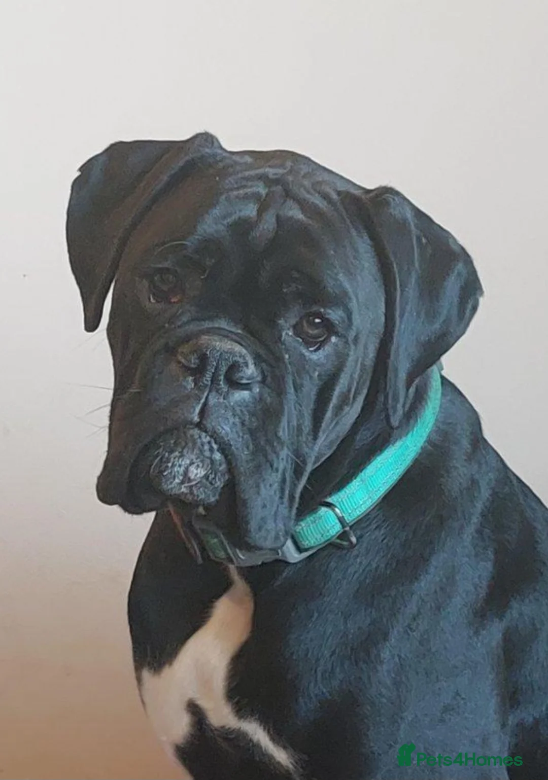 Boxer dogs for stud: Kc reg sealed boxer stud in Yarm - Advert 2