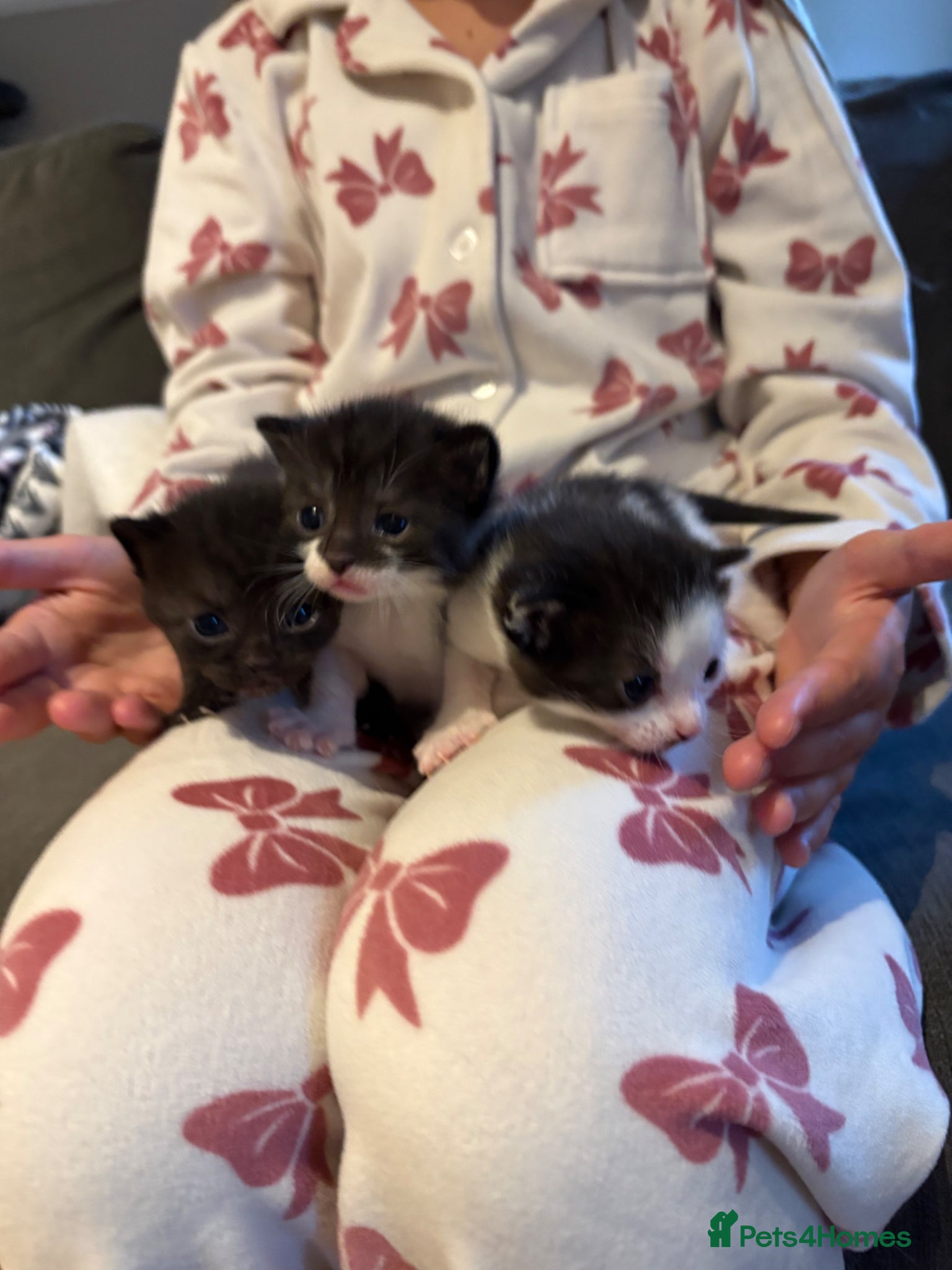 Mixed Breed cats Beautiful kittens  - Advert 1