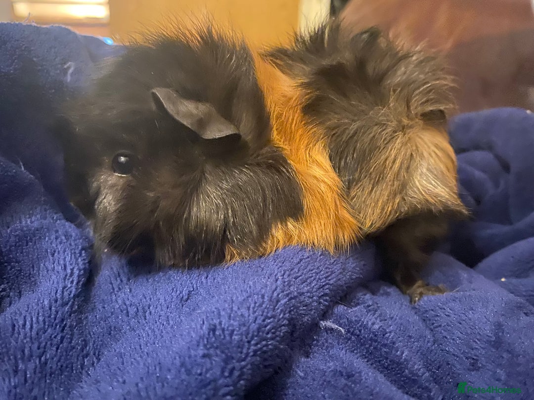 Guinea Pig rodents for sale: Female guinea pigs - Advert 3