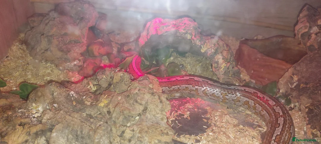 Corn Snake reptiles for sale: 5 year old Cornsnake with full settup - Advert 5
