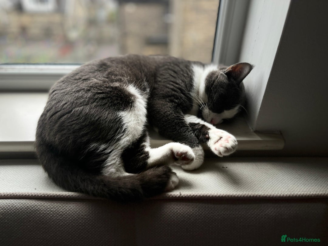 British Shorthair cats for sale: British Short Hair for sale - Image 5
