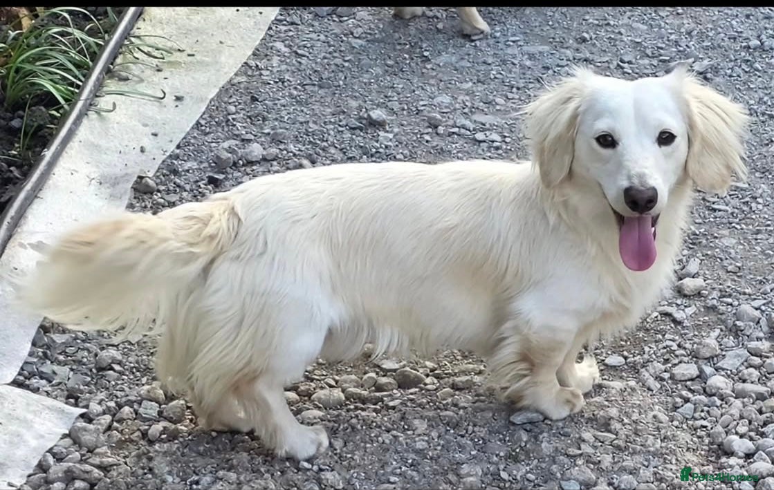Miniature Dachshund dogs Beautiful Fluffy Dachshund Puppies – KC Registered - Advert 2