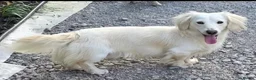 Miniature Dachshund dogs for sale: Beautiful Fluffy Dachshund Puppies – KC Registered - Advert 2