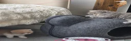 British Shorthair cats for sale: 3 beautiful babies ready to reserve  - Advert 12
