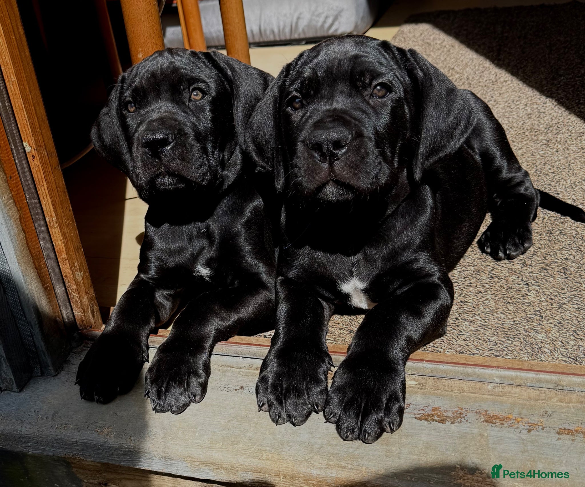 Mixed Breed dogs NOW READY TO LEAVE Beautiful Italian daniffs - Advert 3