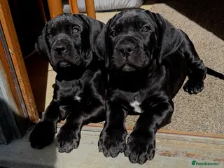 Mixed Breed dogs NOW READY TO LEAVE Beautiful Italian daniffs - Advert 3