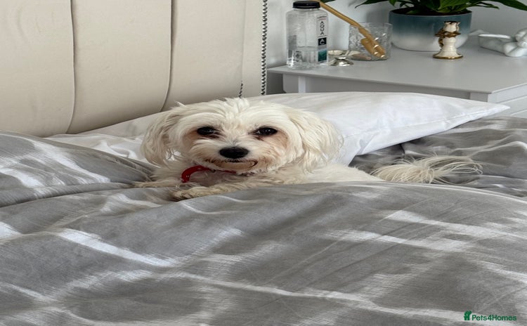 Morkie dogs Morkie puppies - Advert 3