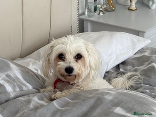 Morkie dogs Morkie puppies - Advert 1