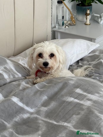 Morkie dogs Morkie puppies - Advert 1