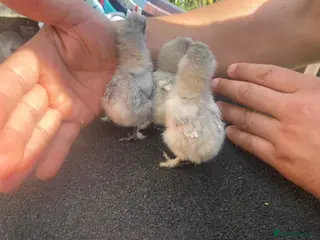 Chickens poultry *BABY CHICKS FOR SALE!* - Advert 6