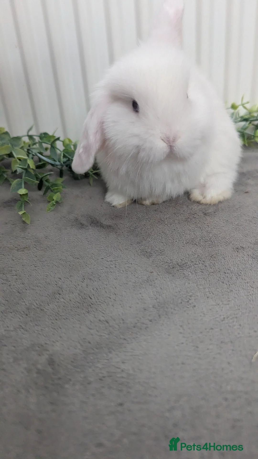 Mini Lop rabbits for sale: Mini lops ready to reserve, one little boy left! - Advert 1
