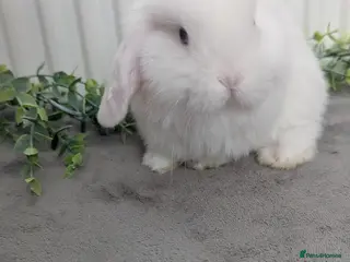 Mini Lop rabbits Mini lops ready to reserve, one little boy left! - Advert 15