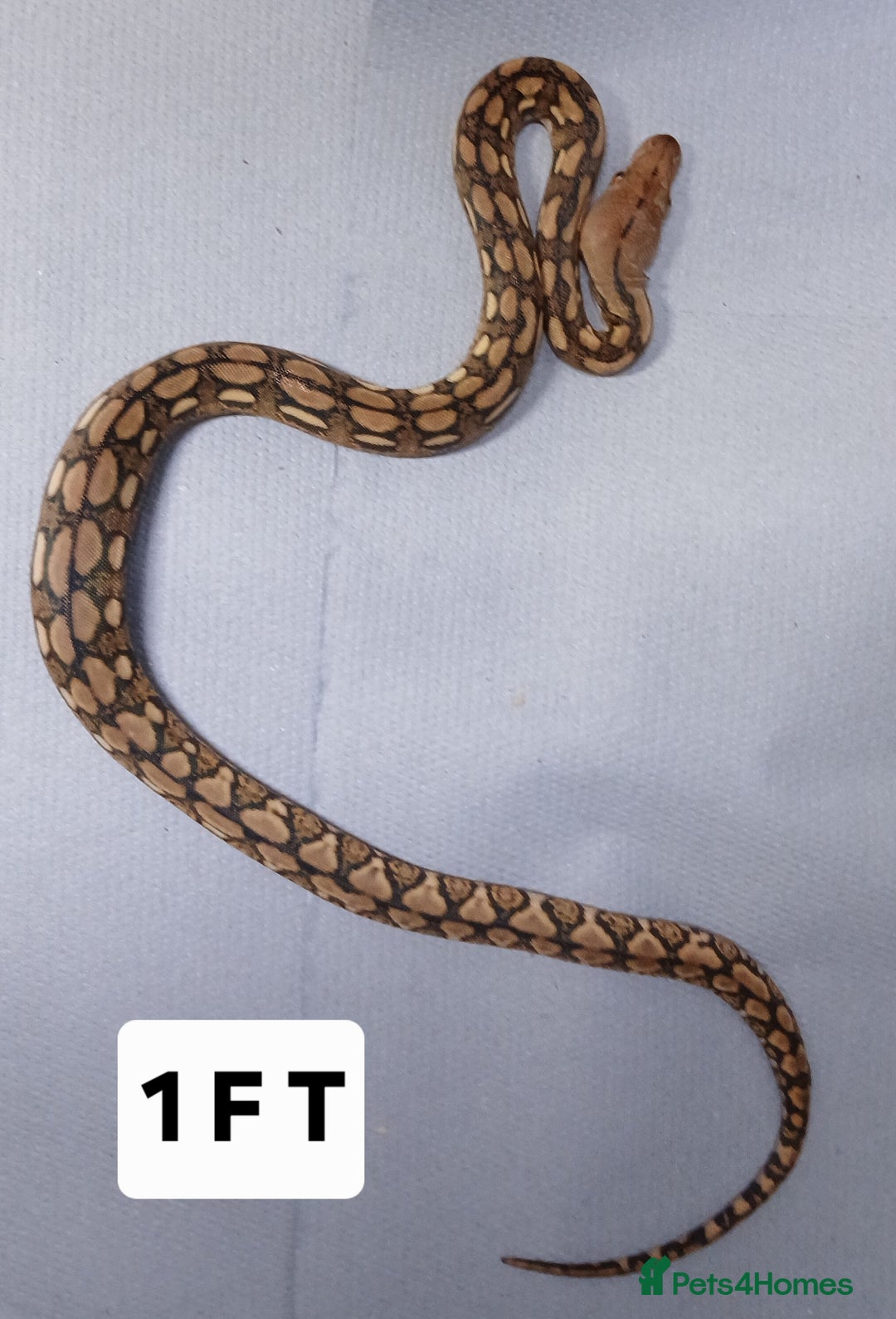 Python Snake reptiles for sale: Malayan Pythons Female - Advert 7