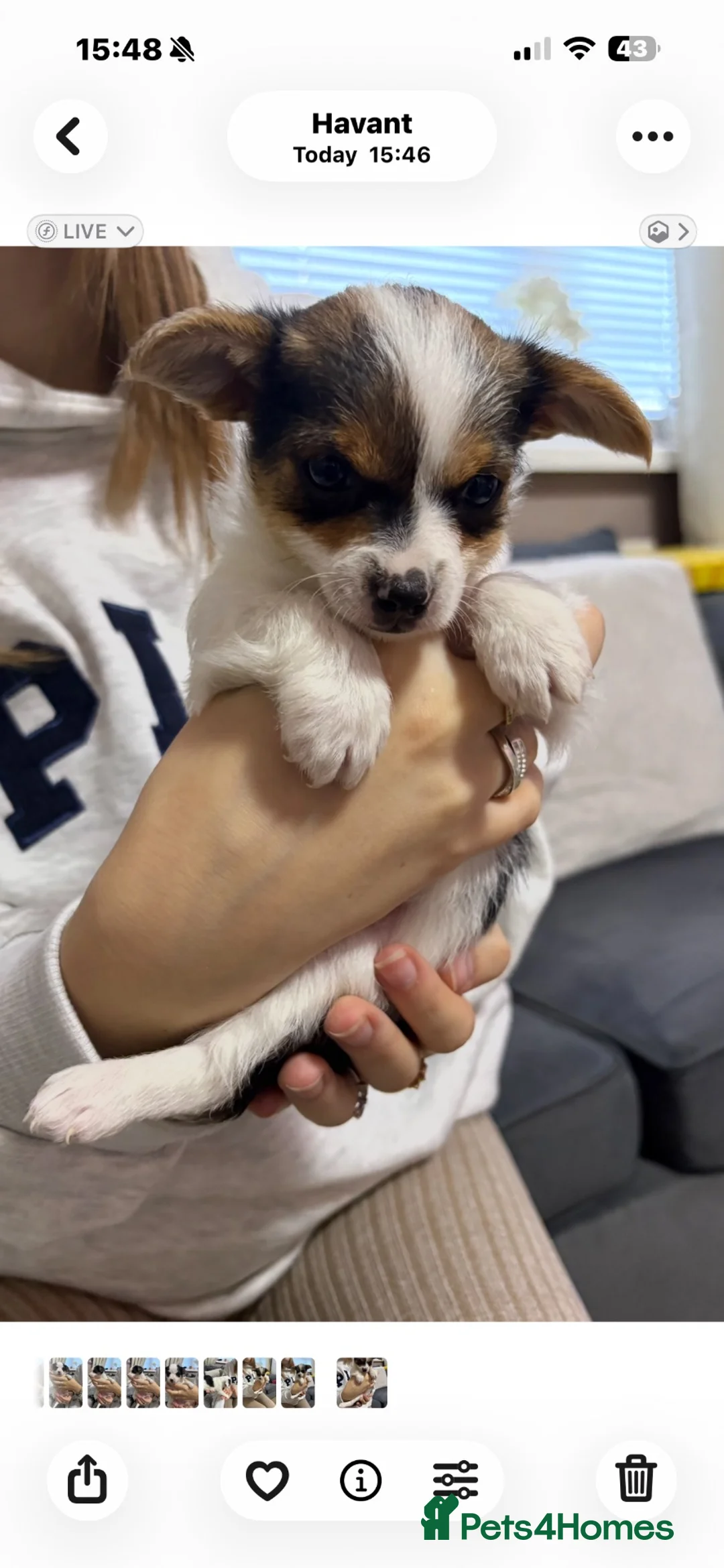 Mixed Breed dogs for sale: Chorkie cross morkie pups  - Advert 5