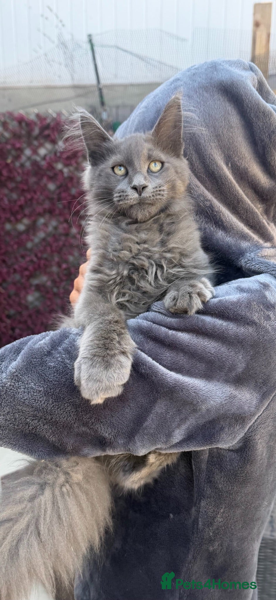 Maine Coon cats Perfect example BIG Maine coon kittens  - Advert 3