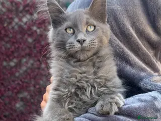 Maine Coon cats Perfect example BIG Maine coon kittens - Advert 3