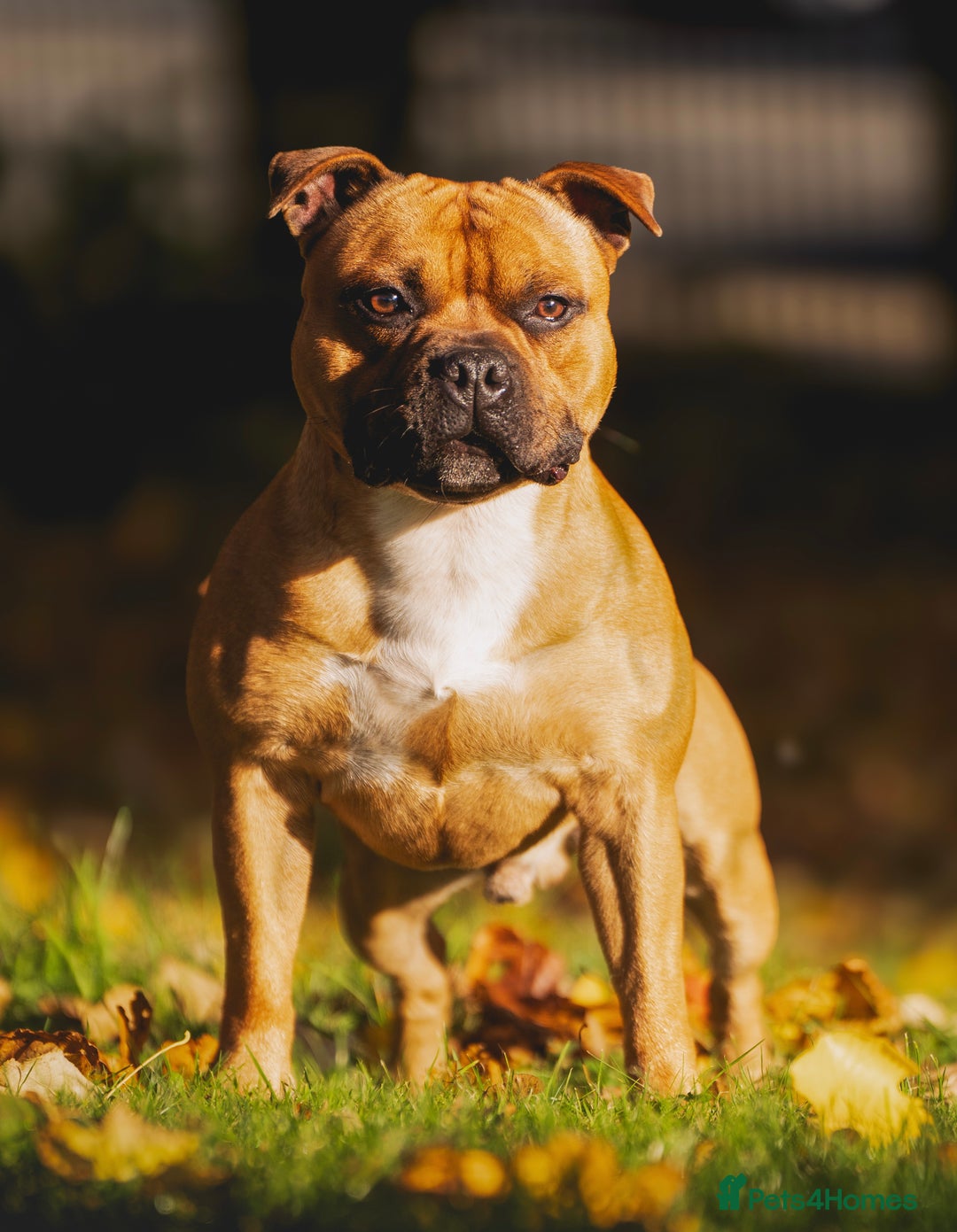 Staffordshire Bull Terrier dogs for stud: 🥨 Top Quality Red SBT Stud 🥨 - Image 5