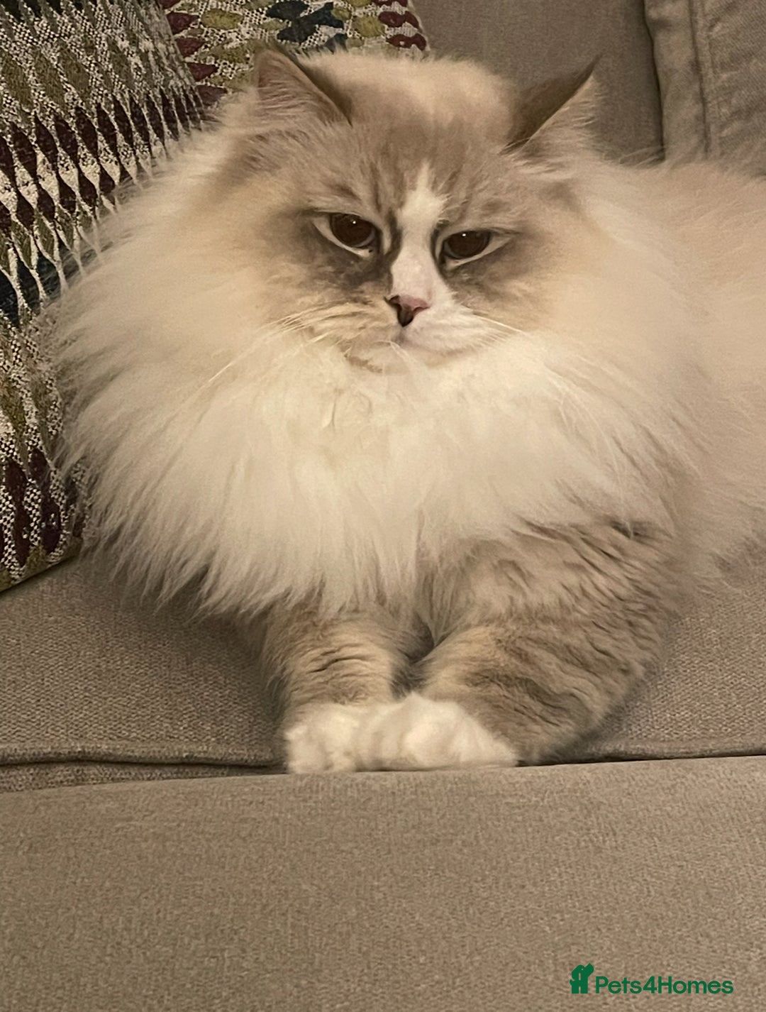 Siberian cats for sale: “Cat share” 3 GCCF Neva Masquerade Siberian cats  - Advert 14