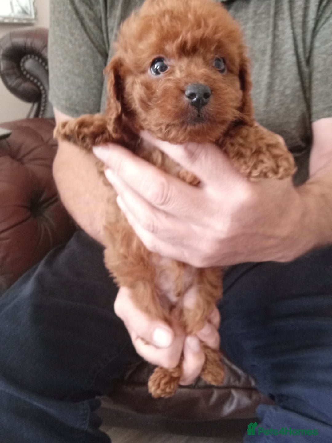 Cavapoo dogs for sale: Cavapoo puppies ❤️ !!!  Last boy !!!!!  - Image 4