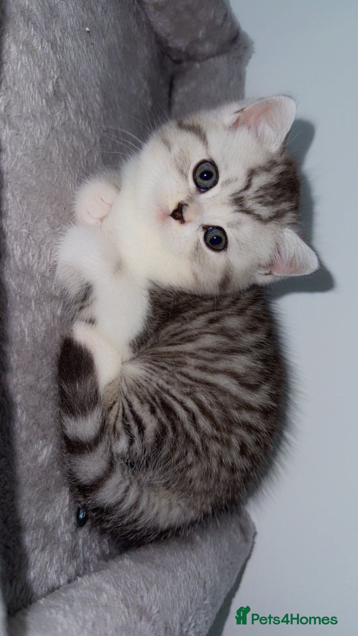 British Shorthair cats Pure breed kittens  - Advert 1