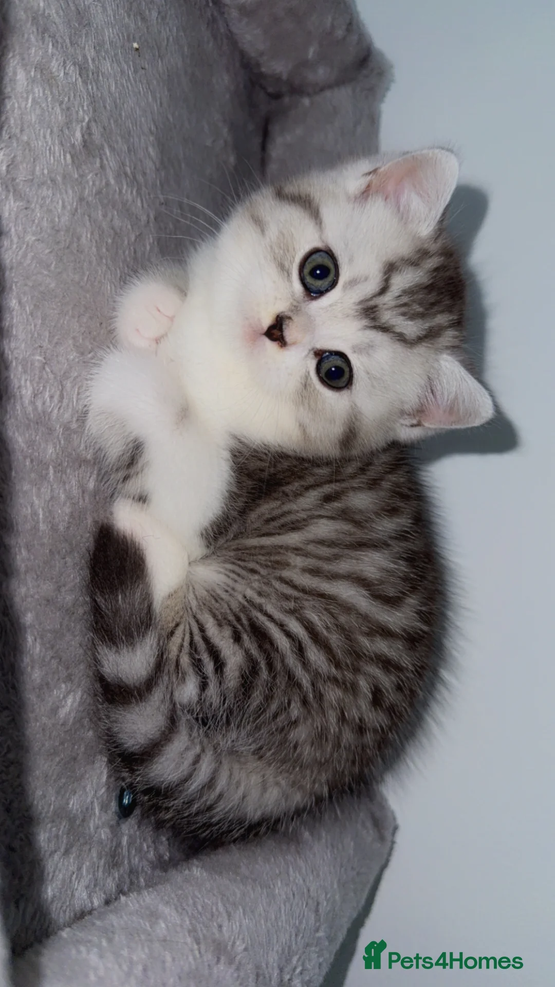 British Shorthair cats for sale: Pure breed kittens  in Sutton - Advert 1