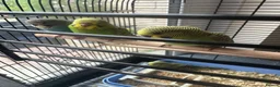 Budgerigars birds for sale: Lovely baby budgies in Dagenham  - Advert 8