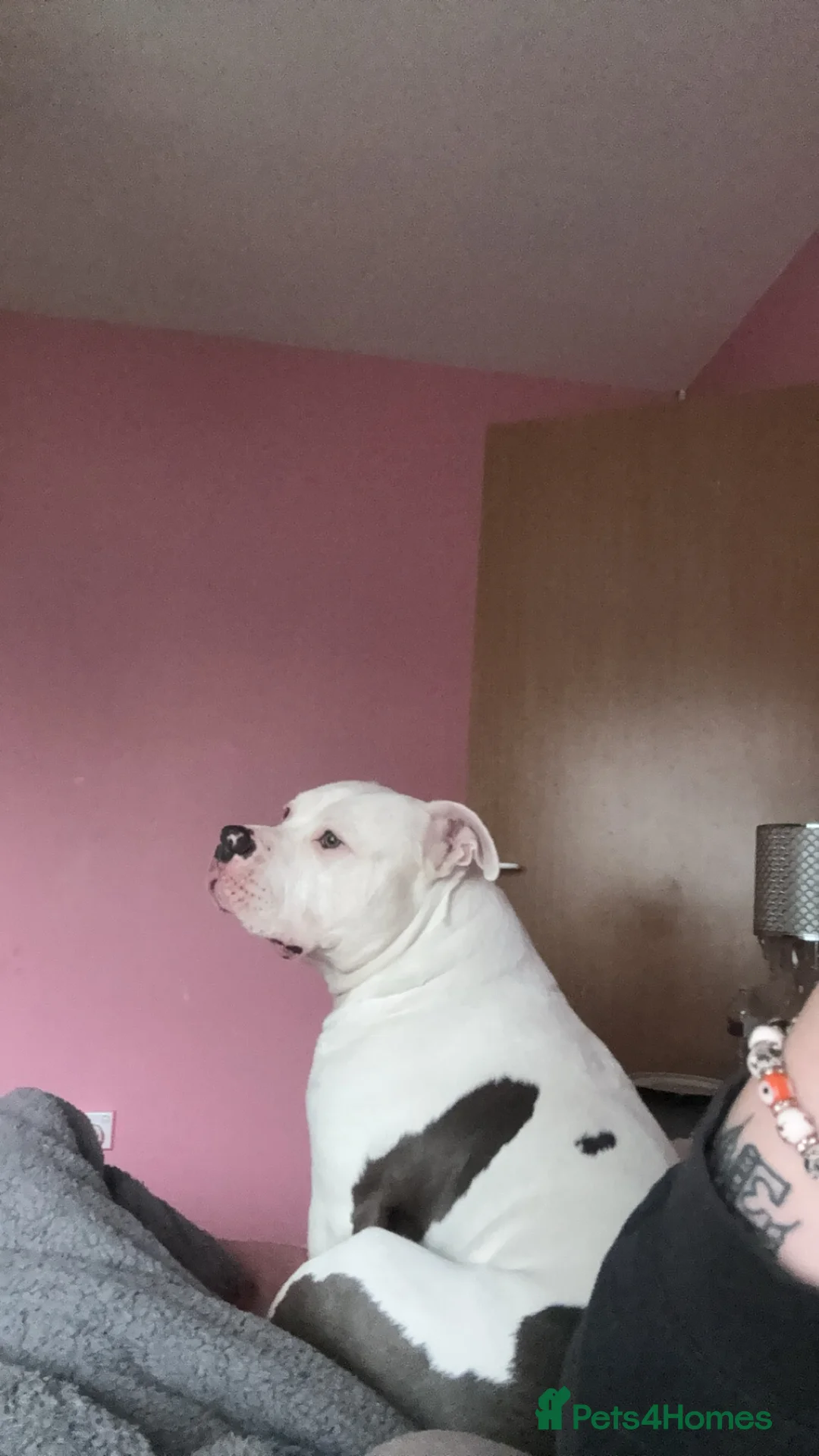 American Bully dogs for stud: American bully for stud. - Advert 3