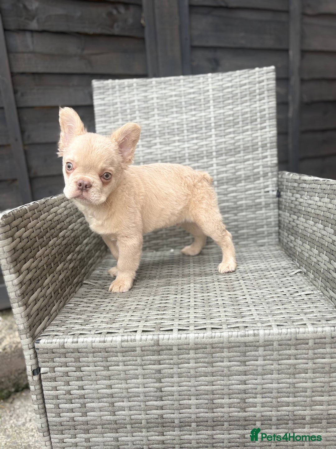 French Bulldog dogs for sale: Fluffy French bulldog male  - Image 2