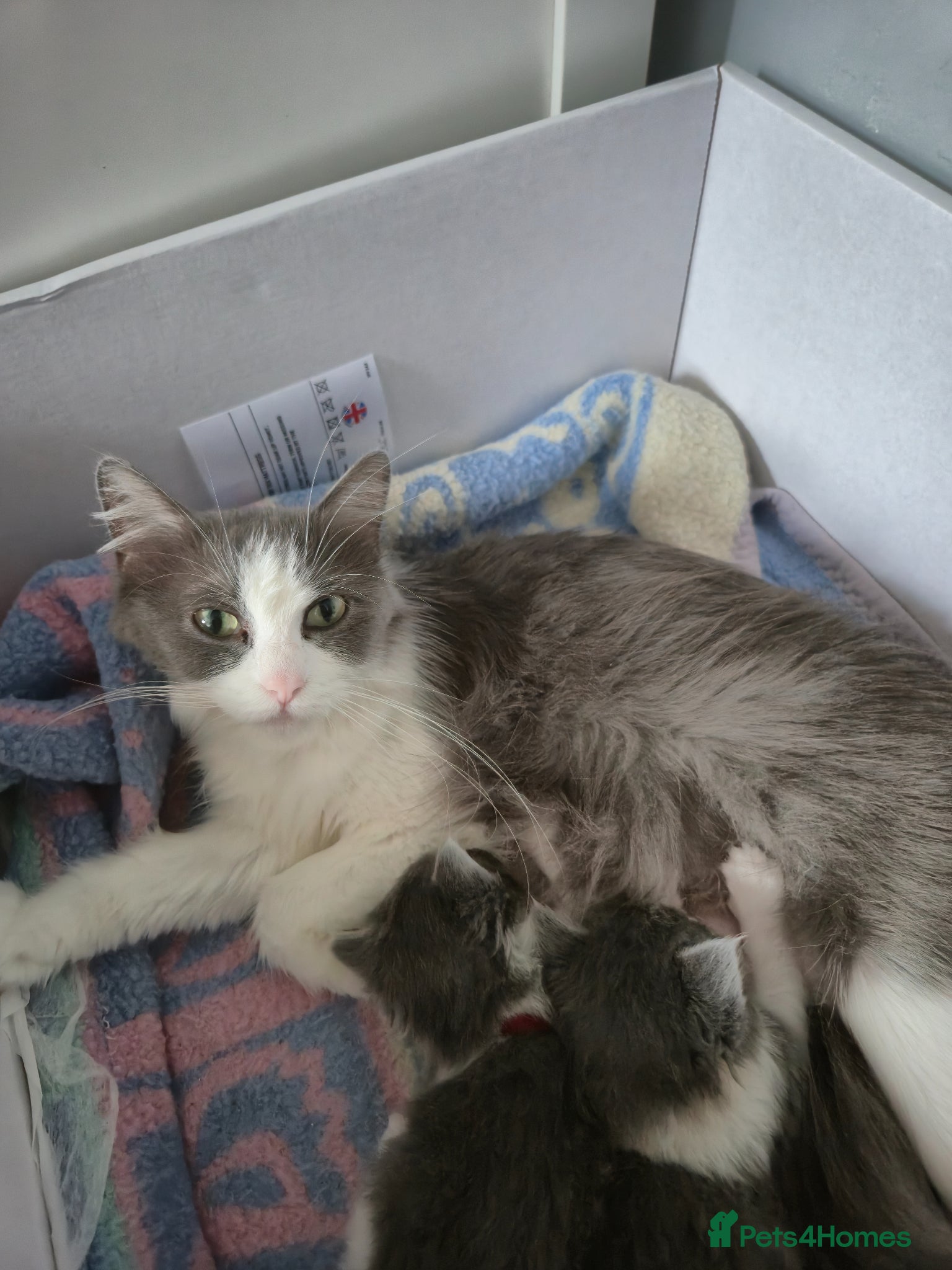 Mixed Breed cats Ragdoll x  - Advert 1