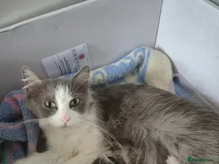 Mixed Breed cats Ragdoll x - Advert 1