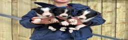 Border Collie dogs for sale: Farm bred Border Collie pups in Alnwick - Advert 6