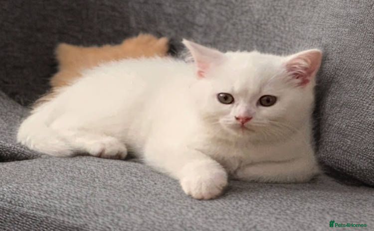 British Shorthair cats in Derby - Advert 4