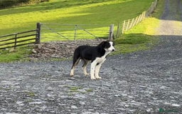 Border Collie dogs for sale: Border Collie female - Image 9