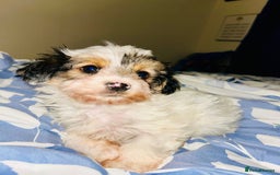 Biewer Terrier dogs for sale: Biewer terrier puppies  - Image 7