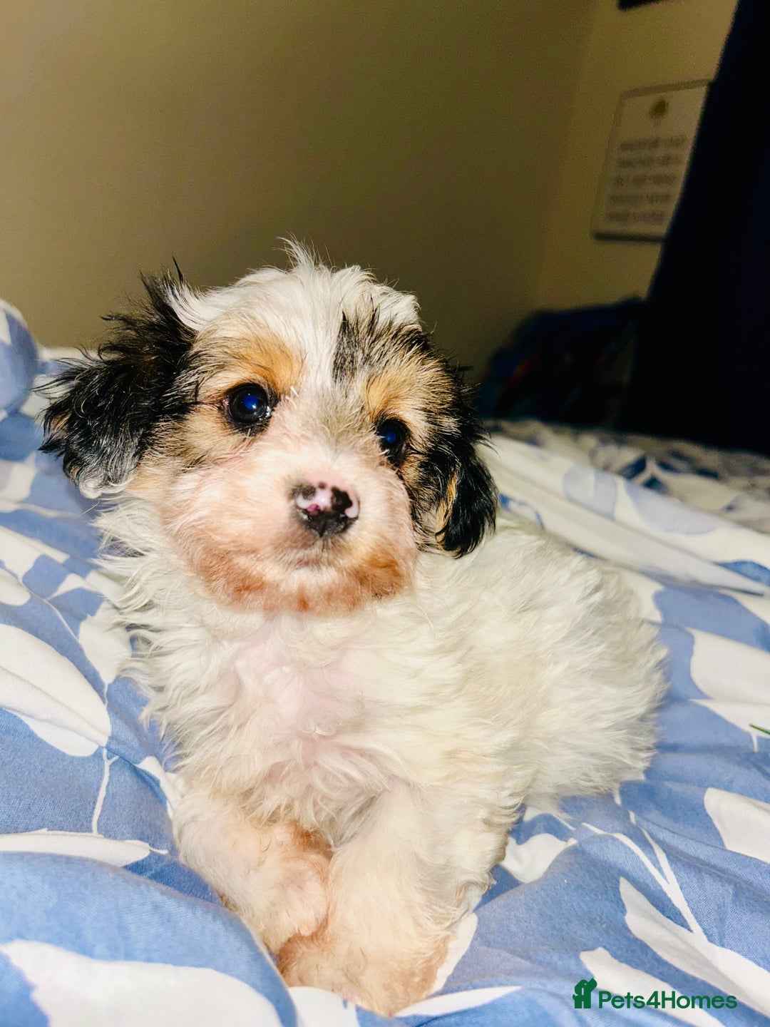 Biewer Terrier dogs for sale: Biewer terrier puppies  - Image 7