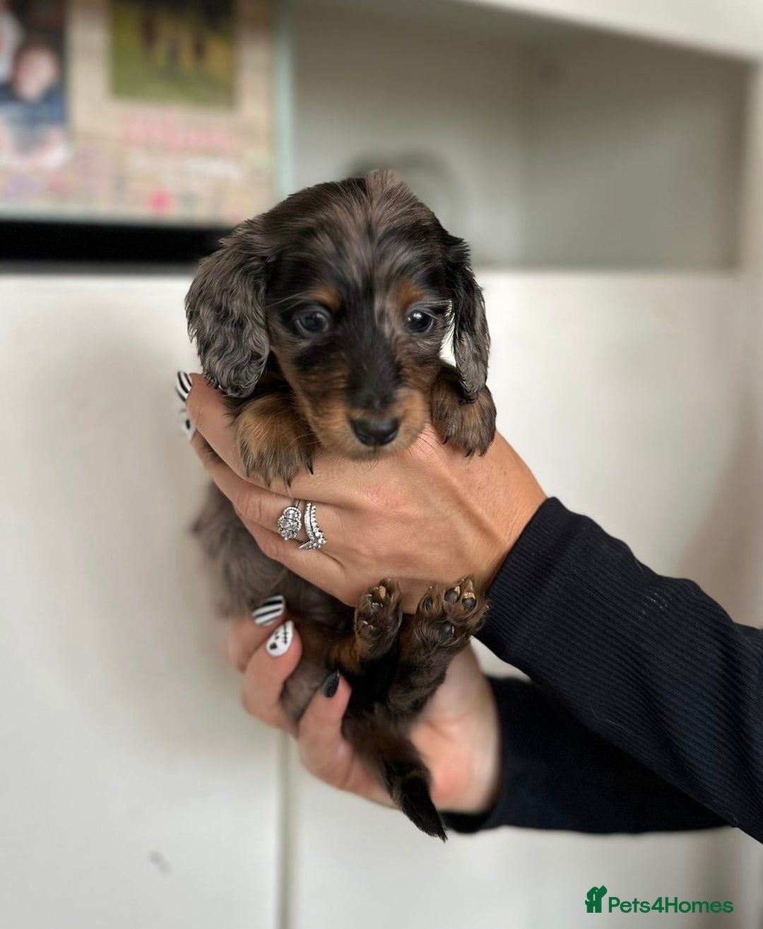 Dachshund dogs for sale: Miniature long hair dachshunds - Image 17