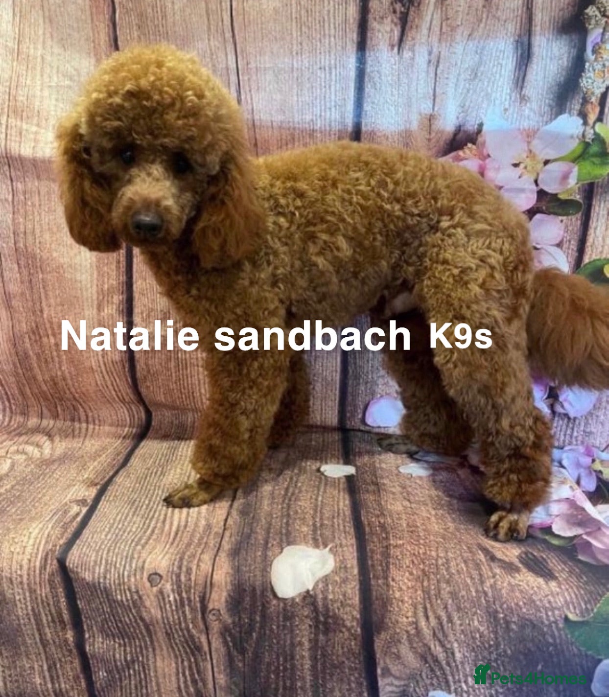 Miniature Poodle dogs Miniature poodle stud in Sandbach - Advert 3