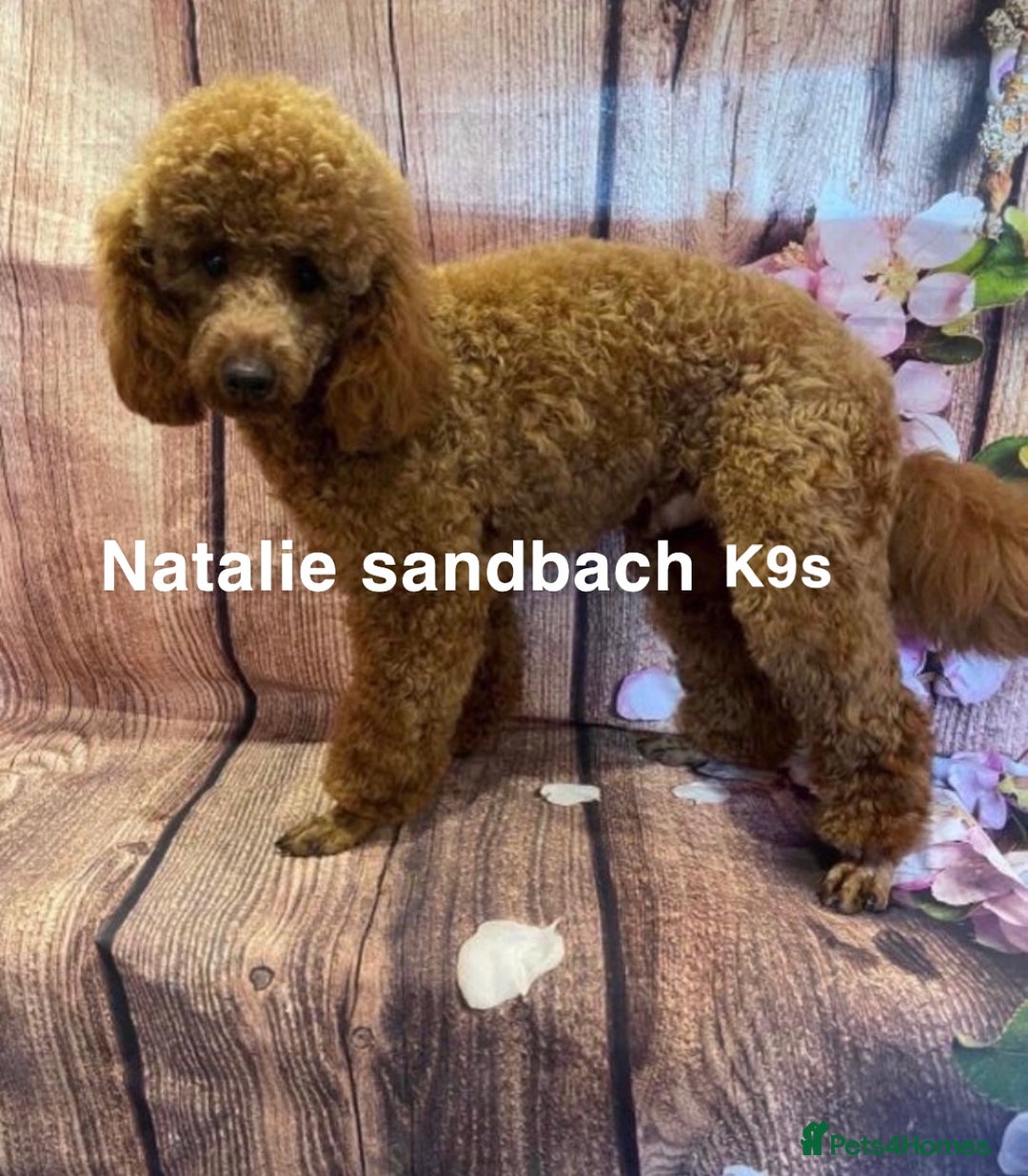 Miniature Poodle dogs for stud: Miniature poodle stud in Sandbach - Advert 1