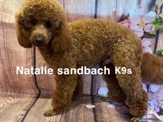 Miniature Poodle dogs Miniature poodle stud in Sandbach - Advert 18