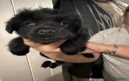 Mixed Breed dogs for sale: Schnoodle cross pommiestaff - Image 2