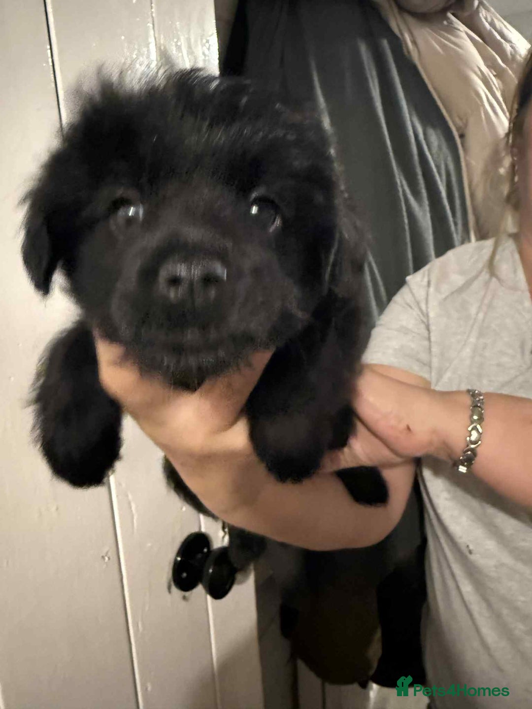 Mixed Breed dogs for sale: Schnoodle cross pommiestaff - Image 2