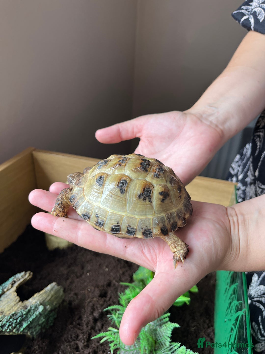 Tortoise reptiles for sale: Tortoise  - Image 3