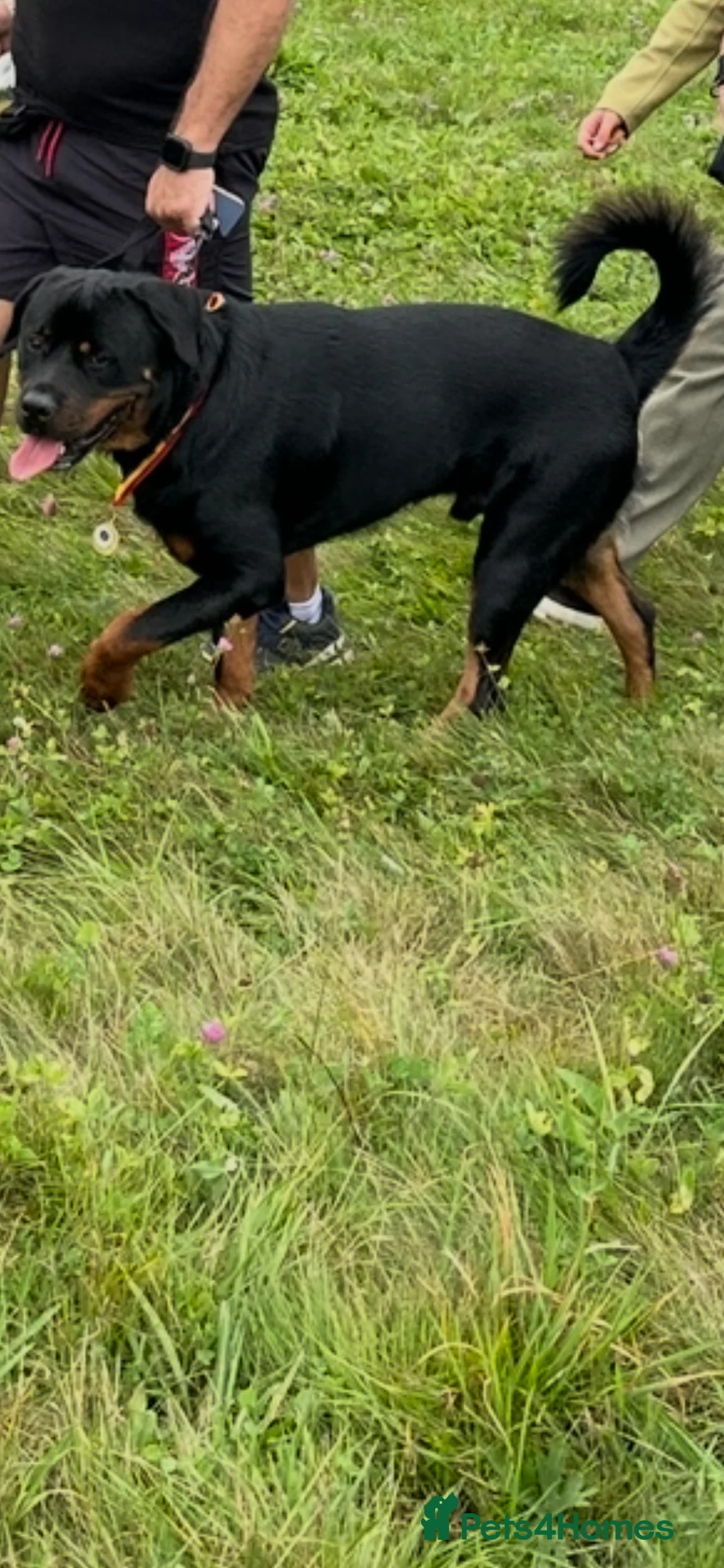 Rottweiler dogs for stud: Max Champion  in Walsall - Advert 3