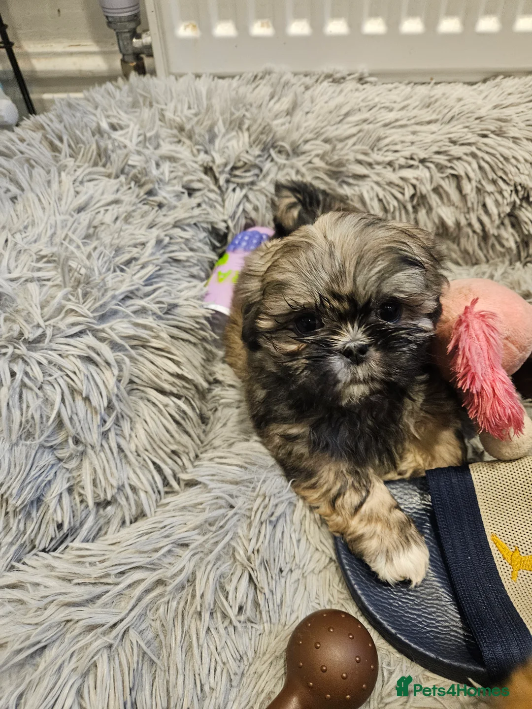 Shih Tzu dogs for sale: Wolf shih tzu puppy - Advert 1